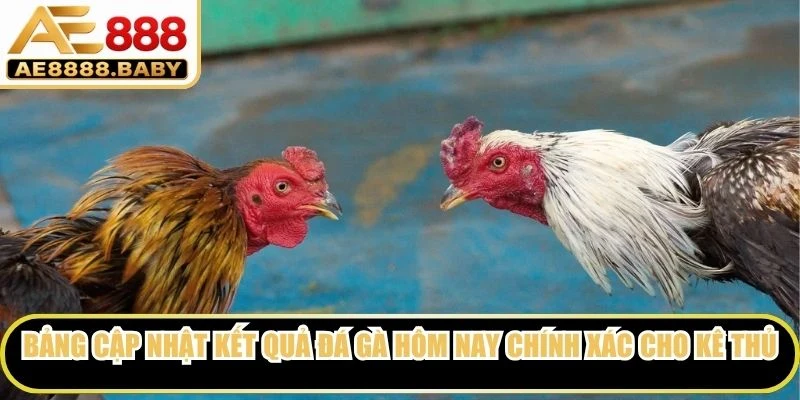 Bảng cập nhật kết quả đá gà hôm nay chính xác cho kê thủ 