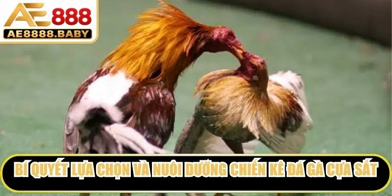 Bí quyết lựa chọn và nuôi dưỡng chiến kê đá gà cựa sắt