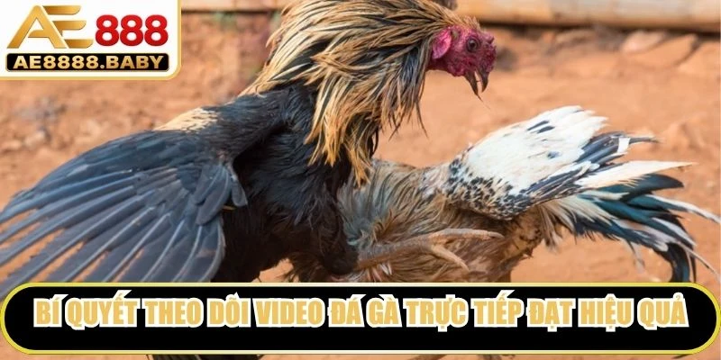 Bí quyết theo dõi video đá gà trực tiếp đạt hiệu quả cho thành viên
