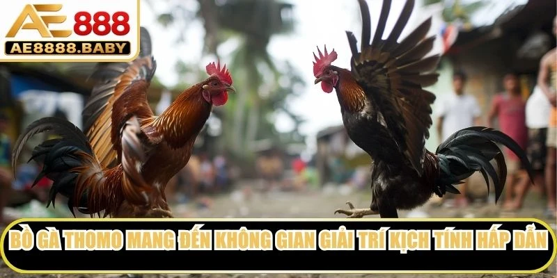 Bồ gà Thomo mang đến không gian giải trí kịch tính hấp dẫn người xem