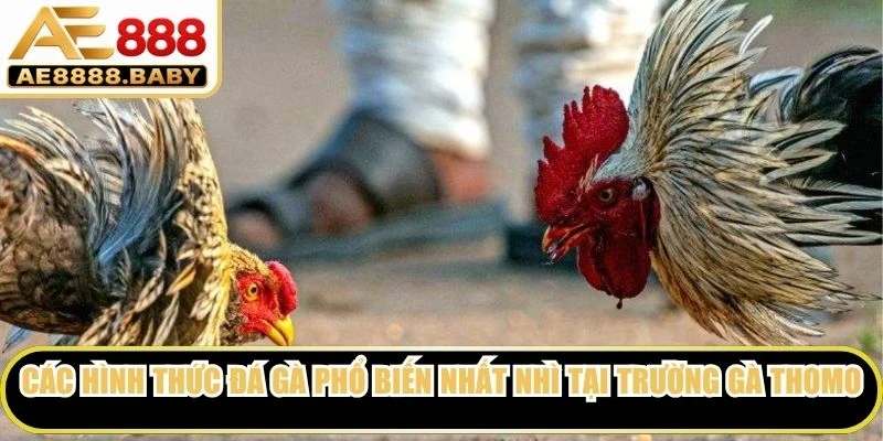 Các hình thức đá gà phổ biến nhất nhì tại trường gà Thomo