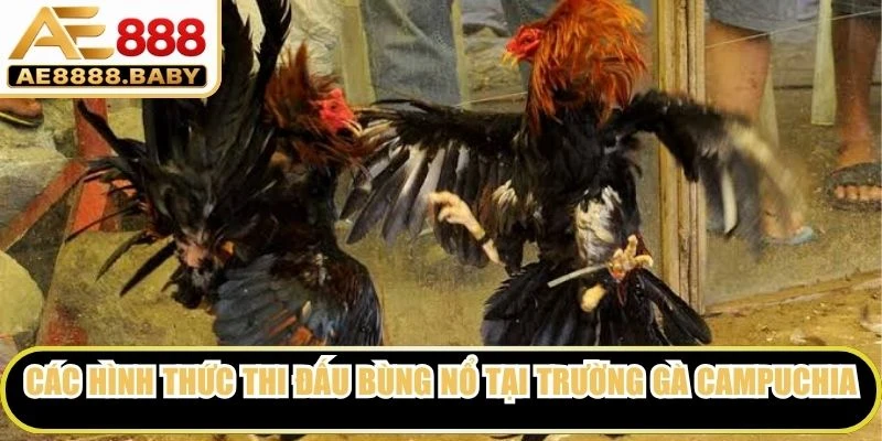 Các hình thức thi đấu bùng nổ tại trường gà Campuchia