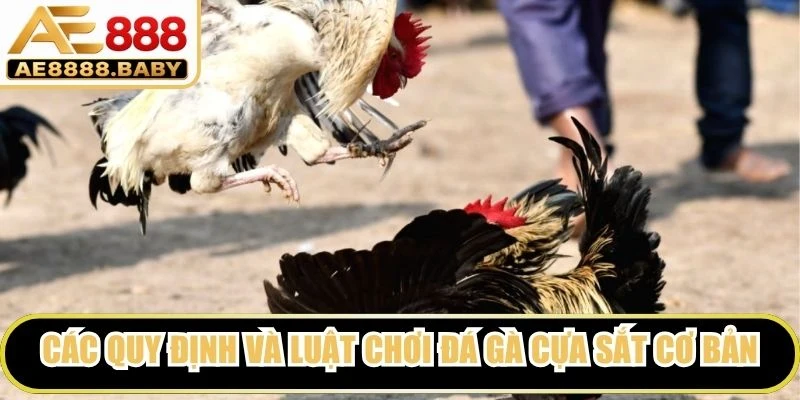 Các quy định và luật chơi đá gà cựa sắt cơ bản bạn nên biết