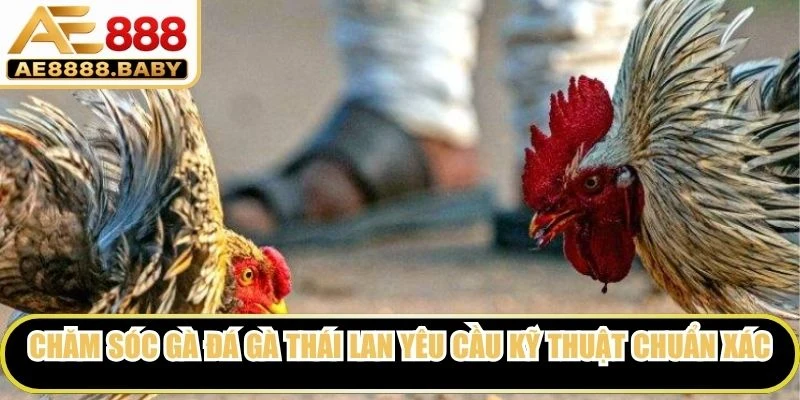 Chăm sóc gà đá gà Thái Lan yêu cầu kỹ thuật chuẩn xác để đạt hiệu quả tốt