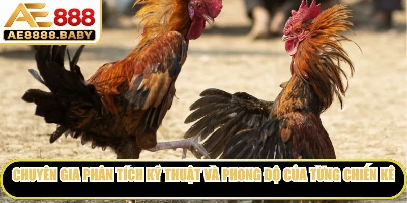 Chuyên gia phân tích kỹ thuật và phong độ của từng chiến kê đấu cựa dao