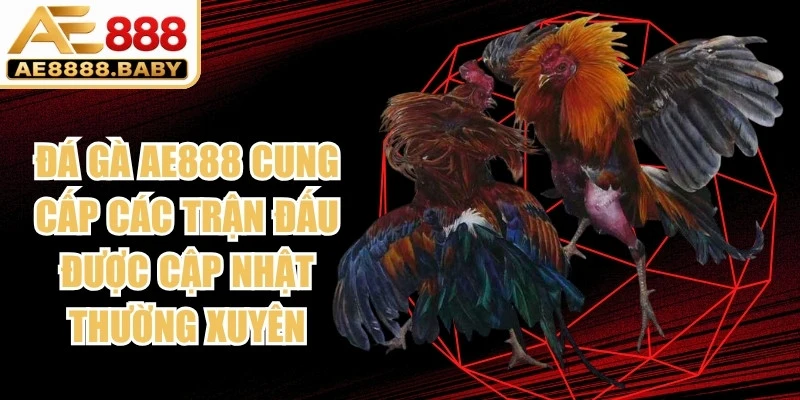 Đá gà AE888 cung cấp các trận đấu được cập nhật thường xuyên