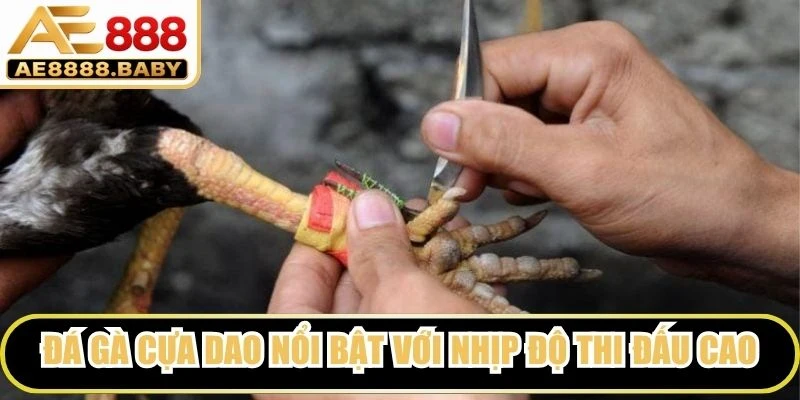 Đá gà cựa dao nổi bật với nhịp độ thi đấu cao cùng màn giao tranh quyết liệt