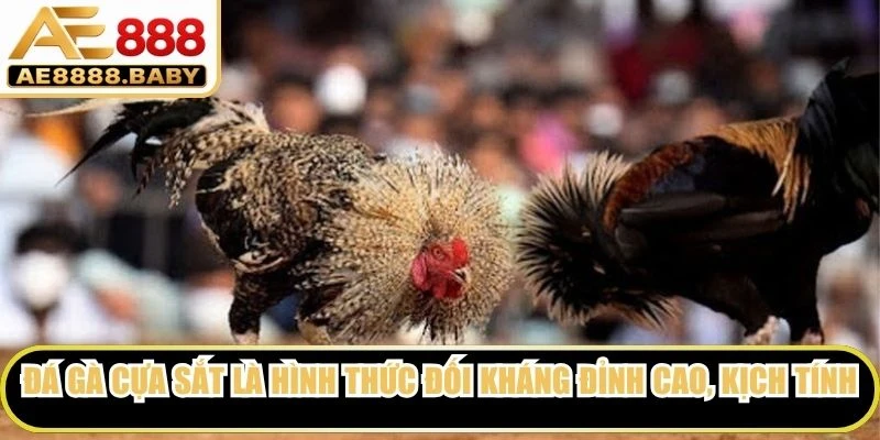 Đá gà cựa sắt là hình thức đối kháng đỉnh cao, kịch tính hiện nay