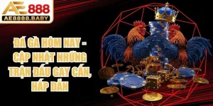 Đá Gà Hôm Nay