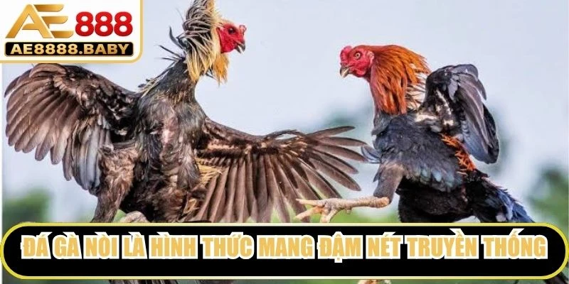 Đá gà nòi là hình thức mang đậm nét truyền thống, nổi bật với sức bền