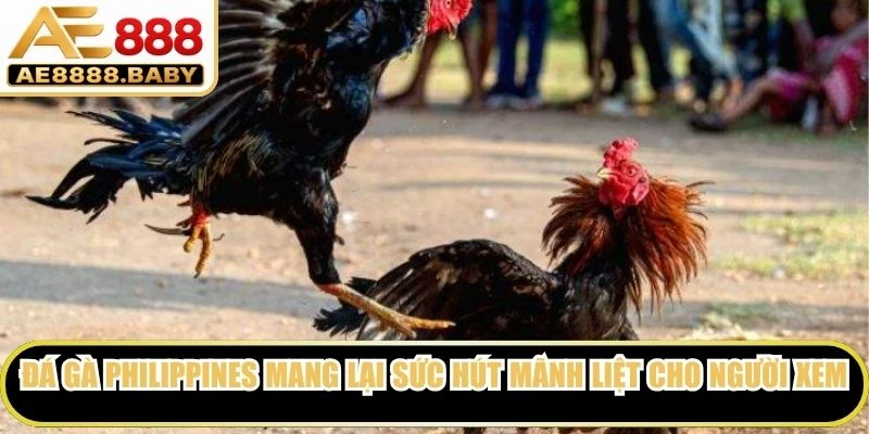 Đá gà Philippines mang lại sức hút mãnh liệt cho người xem