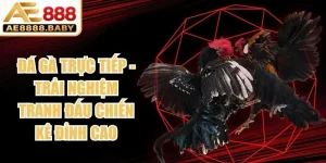 Đá Gà Trực Tiếp