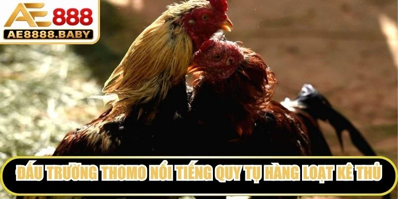 Đấu trường Thomo nổi tiếng quy tụ hàng loạt kê thủ danh tiếng