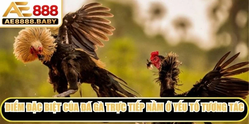 Điểm đặc biệt của đá gà trực tiếp nằm ở yếu tố tương tác và tính chân thực