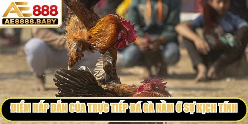 Điểm hấp dẫn của trực tiếp đá gà nằm ở sự kịch tính và yếu tố bất ngờ