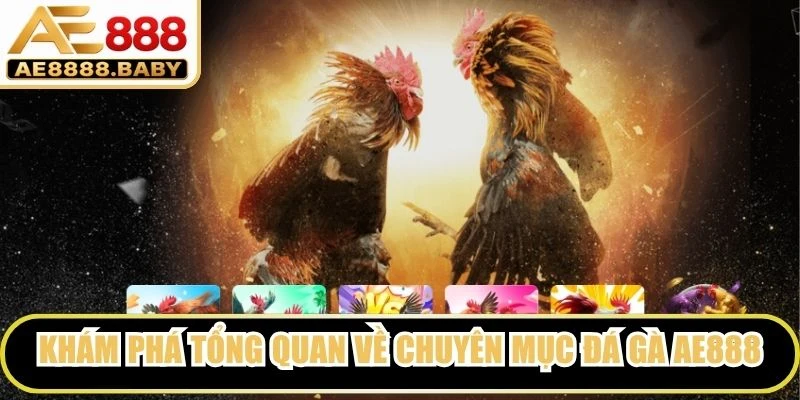 Khám phá tổng quan về chuyên mục đá gà AE888
