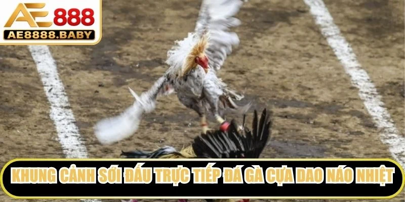 Khung cảnh sới đấu trực tiếp đá gà cựa dao vô cùng náo nhiệt và kịch tính