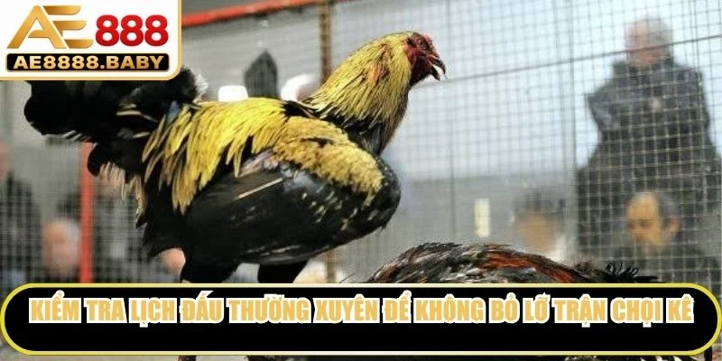 Kiểm tra lịch đấu thường xuyên để không bỏ lỡ các trận chọi kê hấp dẫn