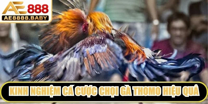 Kinh nghiệm cá cược chọi gà Thomo hiệu quả dành cho người mới chơi