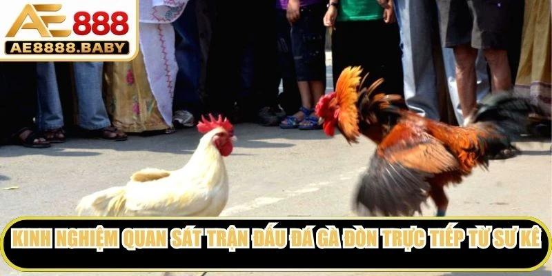 Kinh nghiệm quan sát trận đấu đá gà đòn trực tiếp từ các sư kê