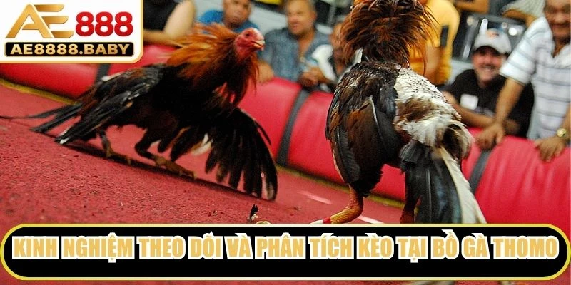 Kinh nghiệm theo dõi và phân tích kèo tại bồ gà Thomo