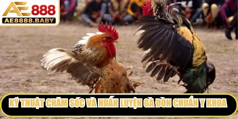 Kỹ thuật chăm sóc và huấn luyện gà đòn chuẩn y khoa thể thao