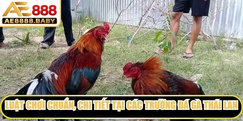 Luật chơi chuẩn, chi tiết tại các trường đá gà Thái Lan chuyên nghiệp