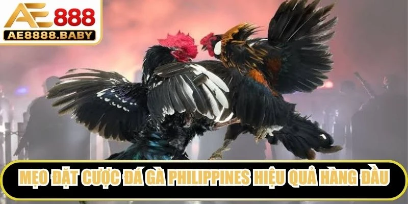 Mẹo đặt cược đá gà Philippines hiệu quả hàng đầu cho người chơi