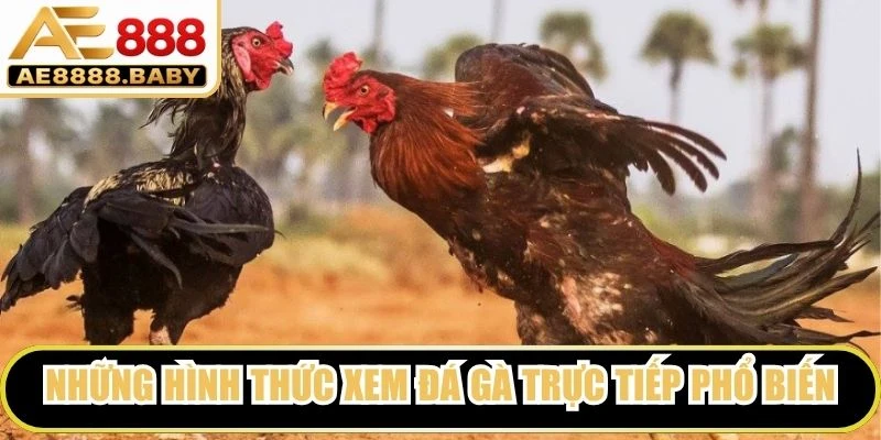Những hình thức xem đá gà trực tiếp phổ biến