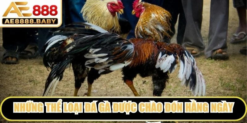 Những thể loại đá gà được chào đón hằng ngày