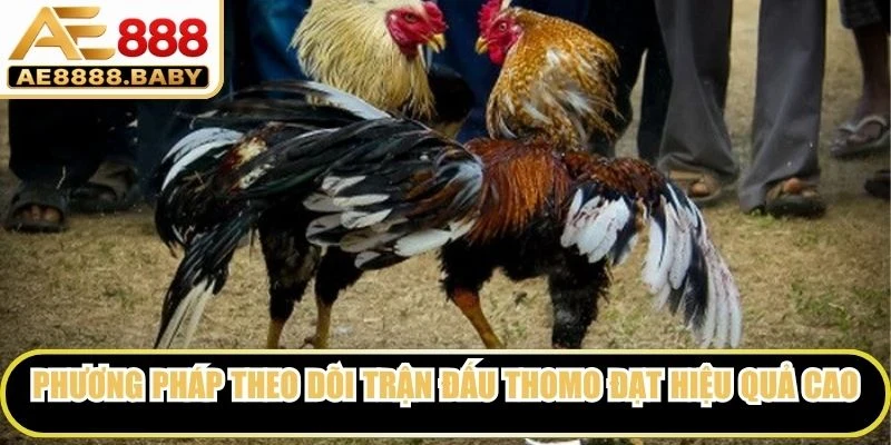 Phương pháp theo dõi trận đấu Thomo đạt hiệu quả cao nhất