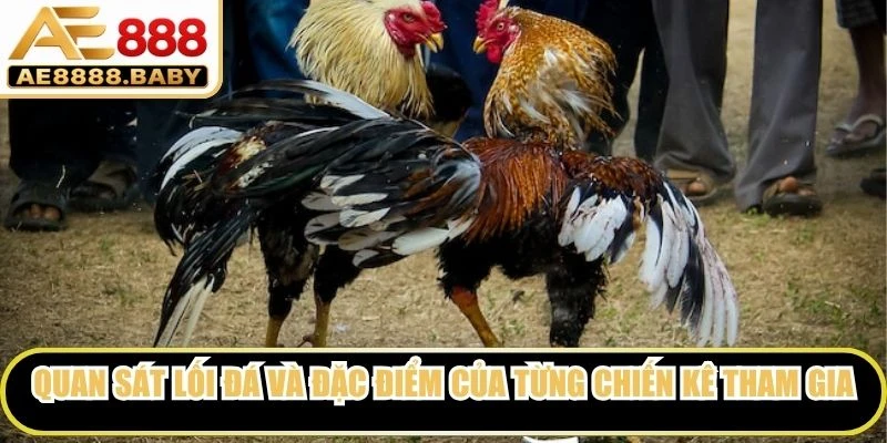 Quan sát lối đá và đặc điểm của từng chiến kê tham gia
