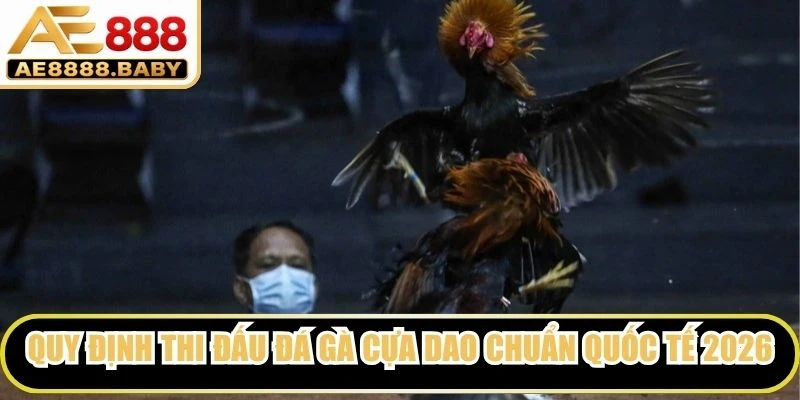 Quy định thi đấu đá gà cựa dao chuẩn quốc tế 2026