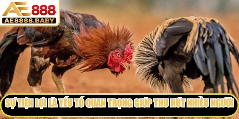 Sự tiện lợi là yếu tố quan trọng giúp đá gà online thu hút nhiều người dùng
