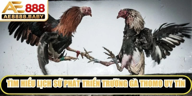 Tìm hiểu lịch sử phát triển trường gà Thomo uy tín bậc nhất
