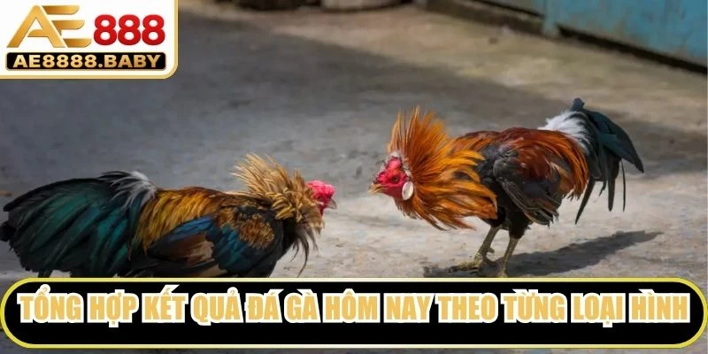 Tổng hợp kết quả đá gà hôm nay theo từng loại hình thi đấu 