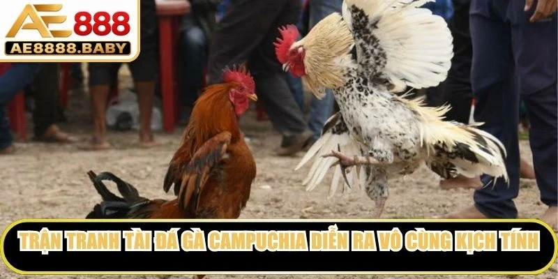 Trận tranh tài đá gà Campuchia diễn ra vô cùng kịch tính gay go