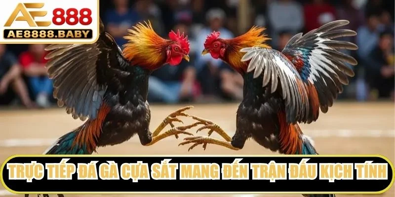 Trực tiếp đá gà cựa sắt mang đến những trận đấu kịch tính thu hút người xem