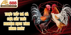 Trực Tiếp Đá Gà Cựa Sắt