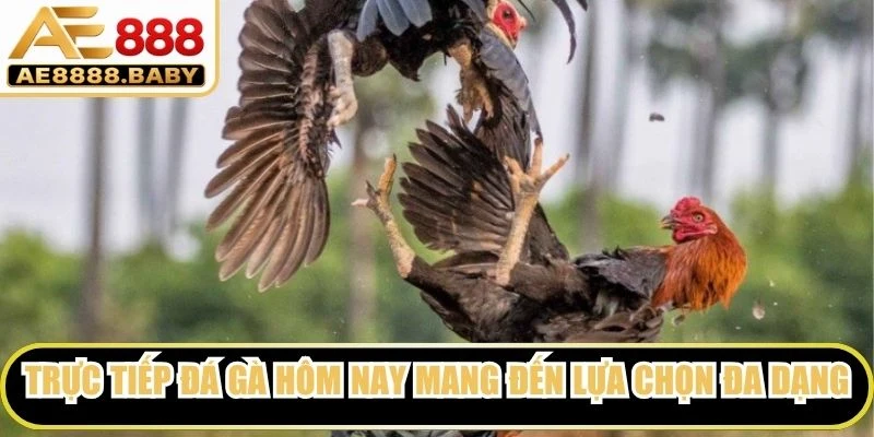 Trực tiếp đá gà hôm nay mang đến lựa chọn với các hình thức đa dạng