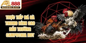 Trực Tiếp Đá Gà Thomo