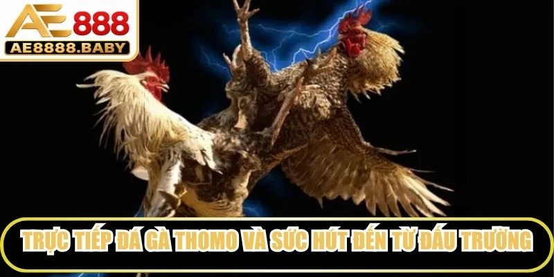 Trực tiếp đá gà Thomo và sức hút đến từ đấu trường đỉnh cao