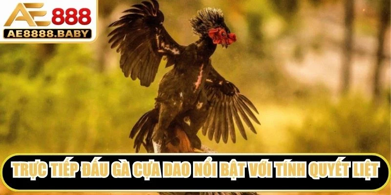 Trực tiếp đấu gà cựa dao nổi bật với tính quyết liệt và yêu cầu cao về kỹ thuật