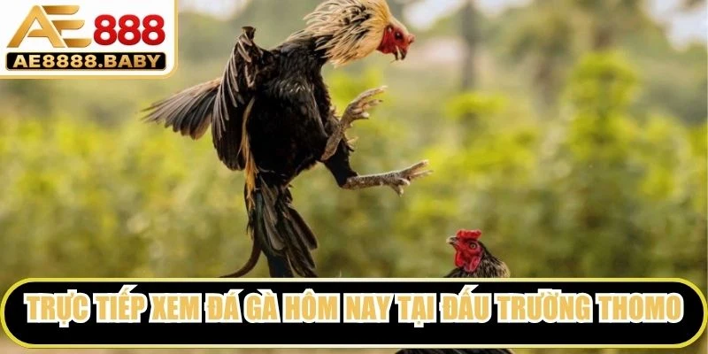 Trực tiếp xem đá gà hôm nay tại đấu trường Thomo