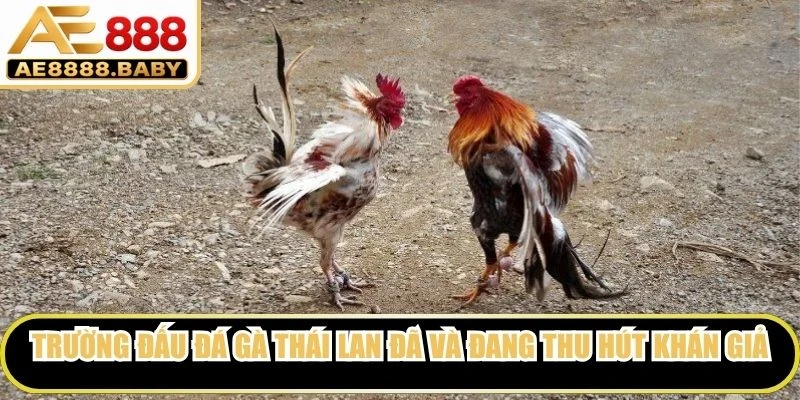 Trường đấu đá gà Thái Lan đã và đang thu hút hàng ngàn khán giả