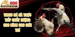 Video Đá Gà Trực Tiếp